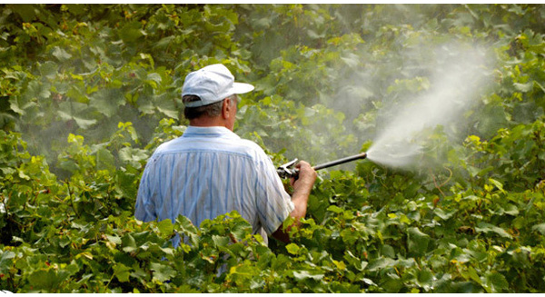 watering-pesticide-650x-1460261929926-crop-1460261940433