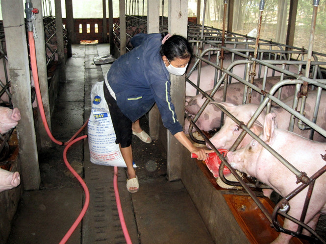 Thịt lợn chứa dư lượng hormon tăng trưởng cũng là nguyên nhân khiến trẻ dậy thì sớm