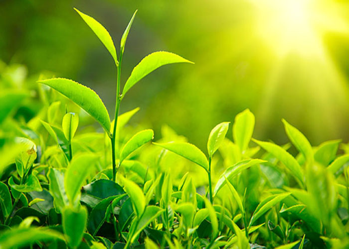 Trà xanh được xem là nguyên liệu làm detox trà giảm cân hiệu quả
